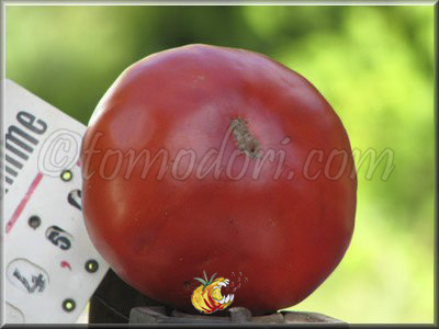 Tomate Grosse de Perthuis