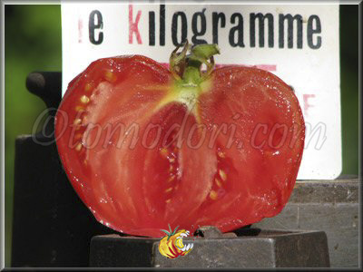 Tomate Grosse de Perthuis