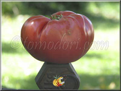 Tomate Grosse de Rodelle