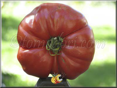 Tomate Grosse de Rodelle