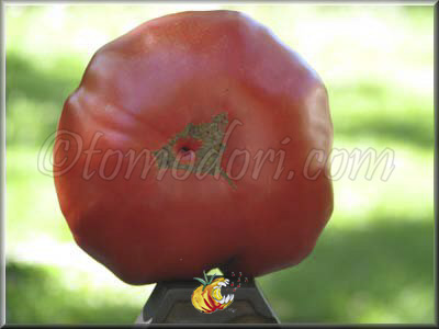 Tomate Grosse de Rodelle