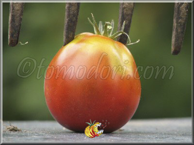 Tomate Grousha Tcheornaya