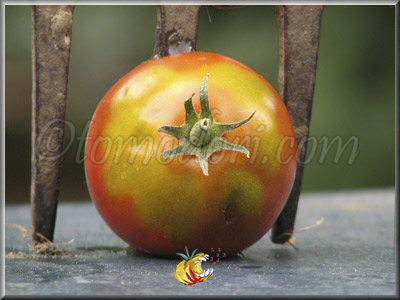 Tomate Grousha Tcheornaya