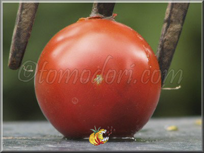 Tomate Grousha Tcheornaya