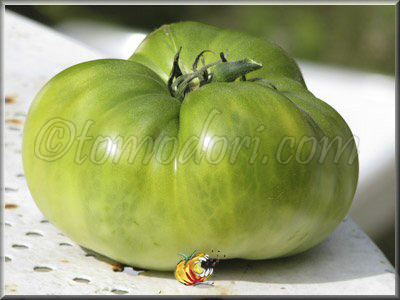 Tomate Grub's Mystery Green