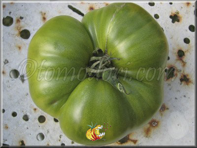 Tomate Grub's Mystery Green