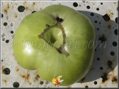 Tomate Grub's Mystery Green