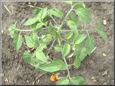 Tomate Grub's Mystery Green