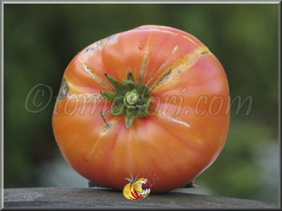 Tomate Hazel Mae