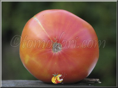 Tomate Hazel Mae