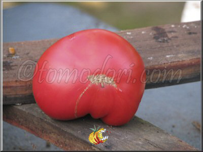Tomate Heart Shaped Brandywine