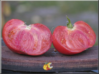 Tomate Heart Shaped Brandywine