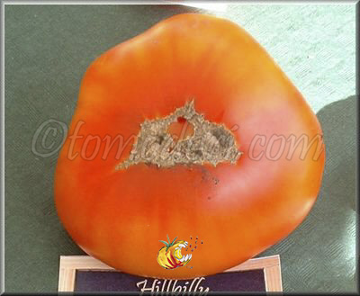 Tomate Hillbilly