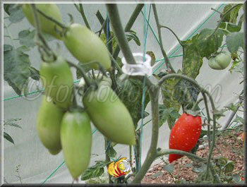 Tomate Himmelsstürmer