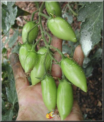 Tomate Himmelsstürmer