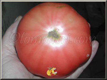 Tomate Hmong