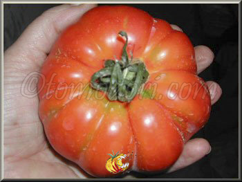 Tomate Hmong