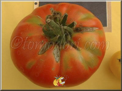 Tomate Hmong