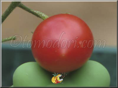 Tomate Huayu