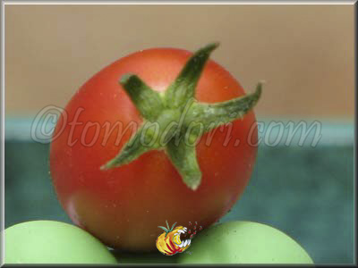 Tomate Huayu