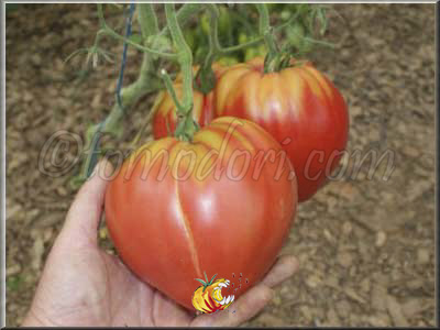 Tomate Hungarian Heart