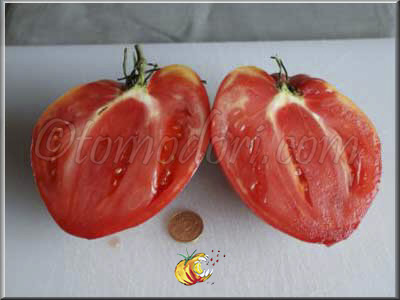 Tomate Hungarian Heart