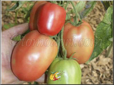 Tomate Hungarian Pink