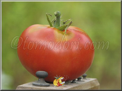 Tomate Ingegnoli Gigante Liscio