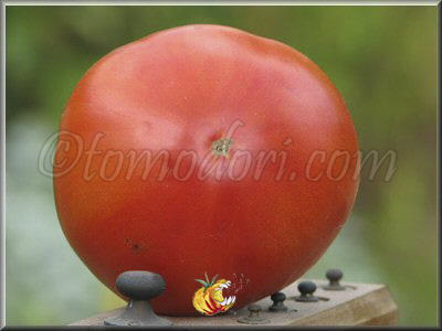 Tomate Ingegnoli Gigante Liscio