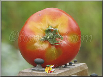 Tomate Ingegnoli Gigante Liscio