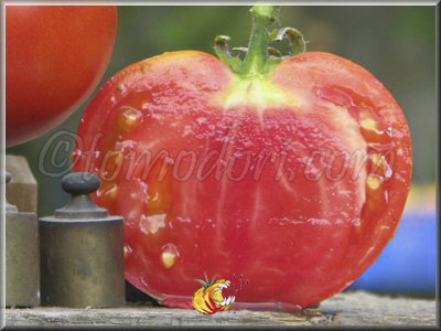 Tomate Ingegnoli Gigante Liscio