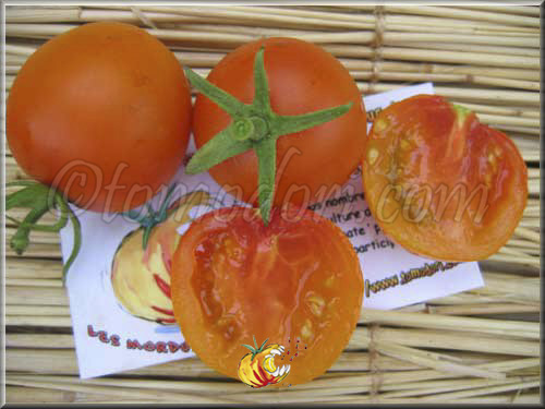 Tomate Jaune Flammée