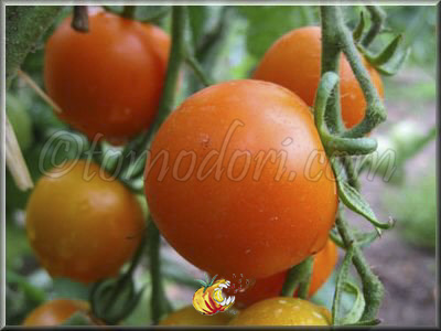 Tomate Jaune Flammée