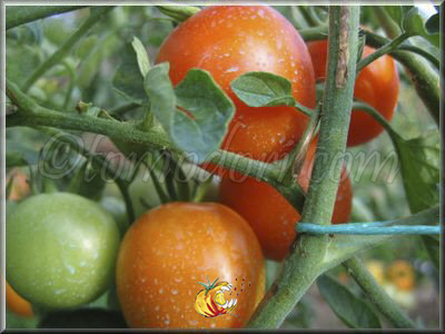 Tomate Jaune Flammée