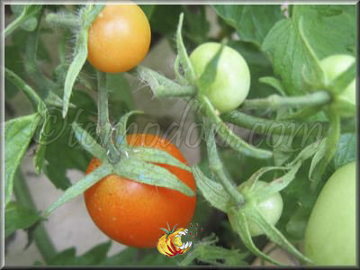 Tomate Jaune Flammée