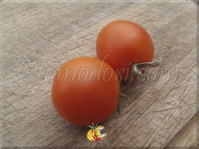 Tomate Jaune Flammée