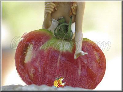 Tomate Jd's Special-C Tex