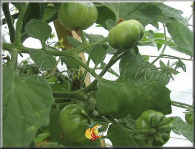 Tomate Joyau d'Idaho