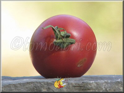Tomate June Pink