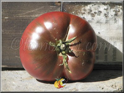 Tomate Kardinal Tshyornyi