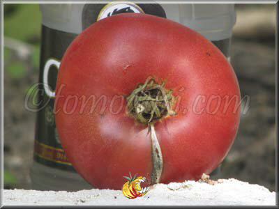 Tomate Katja