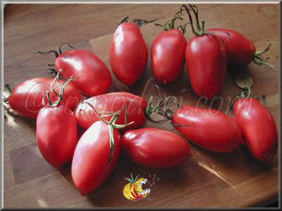 Tomate Kaukasische Liana