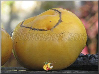 Tomate KBX (Kellogg's Breakfast Potato Leaf)