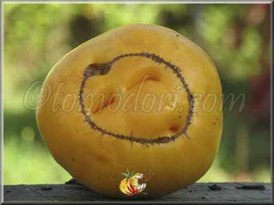 Tomate KBX (Kellogg's Breakfast Potato Leaf)