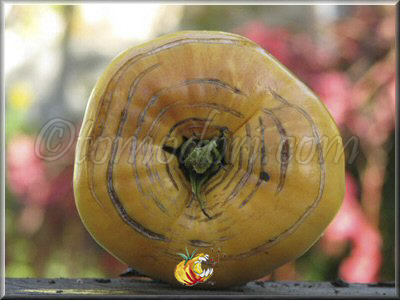 Tomate KBX (Kellogg's Breakfast Potato Leaf)