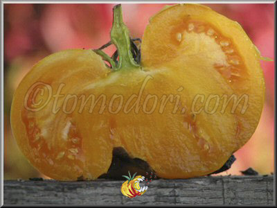 Tomate KBX (Kellogg's Breakfast Potato Leaf)