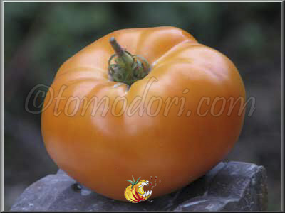 Tomate Kentucky Beefsteak