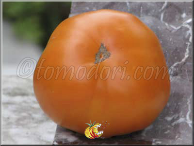 Tomate Kentucky Beefsteak