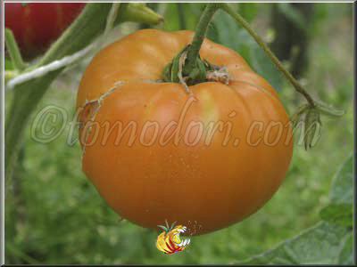 Tomate Kentucky Beefsteak