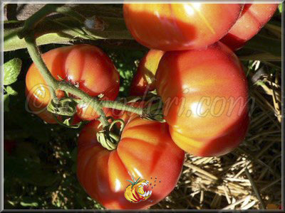 Tomate Large Pink Bulgarian
